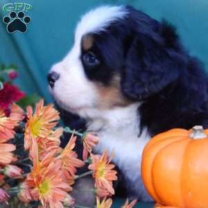 Fawn, Bernese Mountain Dog Puppy