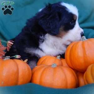 Fawn, Bernese Mountain Dog Puppy