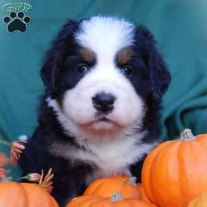 Fawn, Bernese Mountain Dog Puppy