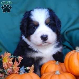 Fawn, Bernese Mountain Dog Puppy