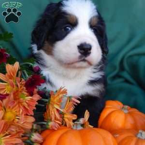 Fawn, Bernese Mountain Dog Puppy