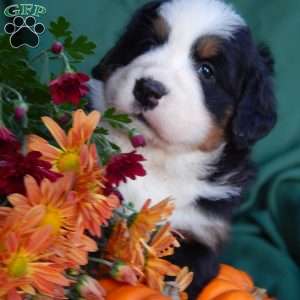 Fawn, Bernese Mountain Dog Puppy