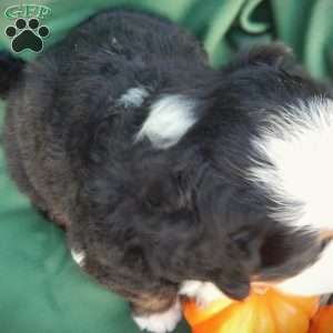 Fawn, Bernese Mountain Dog Puppy