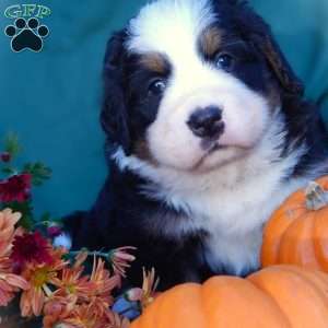 Fawn, Bernese Mountain Dog Puppy