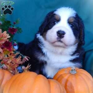 Fawn, Bernese Mountain Dog Puppy