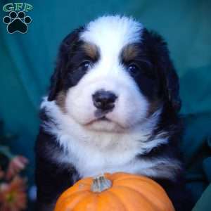 Fawn, Bernese Mountain Dog Puppy