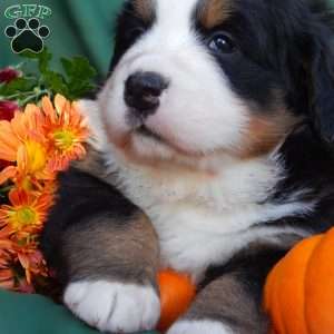 Fawn, Bernese Mountain Dog Puppy