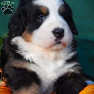 Fawn, Bernese Mountain Dog Puppy