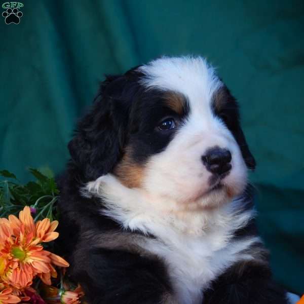 Fawn, Bernese Mountain Dog Puppy
