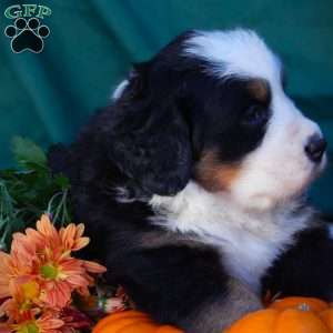 Fawn, Bernese Mountain Dog Puppy