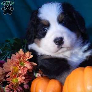 Fawn, Bernese Mountain Dog Puppy
