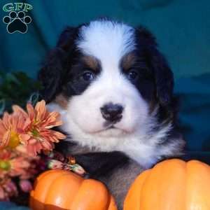 Fawn, Bernese Mountain Dog Puppy