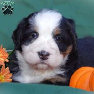Flora, Bernese Mountain Dog Puppy