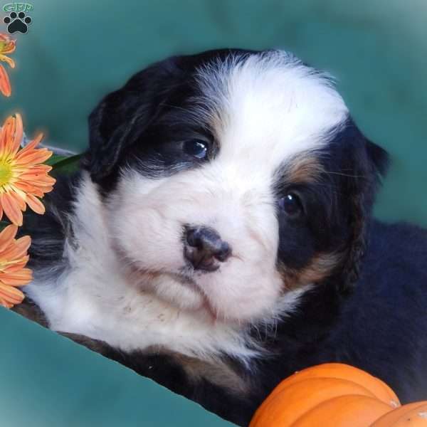 Flora, Bernese Mountain Dog Puppy