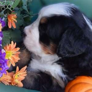 Flora, Bernese Mountain Dog Puppy