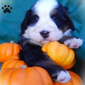 Flora, Bernese Mountain Dog Puppy