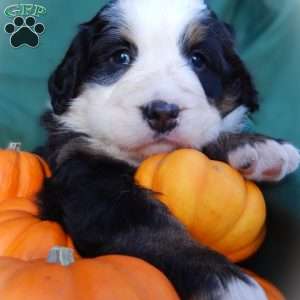 Flora, Bernese Mountain Dog Puppy