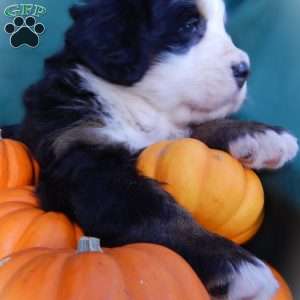 Flora, Bernese Mountain Dog Puppy
