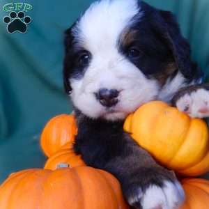 Flora, Bernese Mountain Dog Puppy