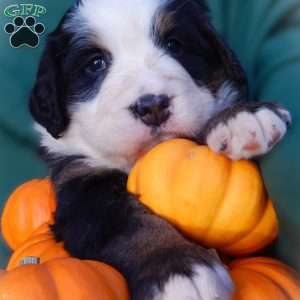 Flora, Bernese Mountain Dog Puppy
