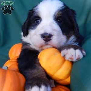 Flora, Bernese Mountain Dog Puppy
