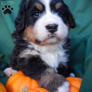 Flora, Bernese Mountain Dog Puppy