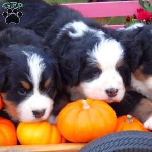 Flora, Bernese Mountain Dog Puppy