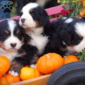 Fawn, Bernese Mountain Dog Puppy