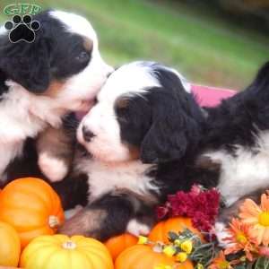 Fern, Bernese Mountain Dog Puppy