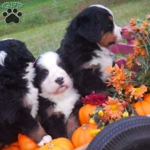 Flora, Bernese Mountain Dog Puppy