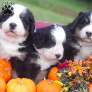 Fawn, Bernese Mountain Dog Puppy