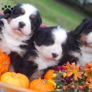 Fern, Bernese Mountain Dog Puppy