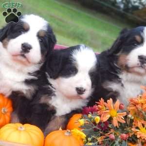 Fern, Bernese Mountain Dog Puppy