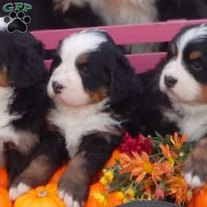 Flora, Bernese Mountain Dog Puppy