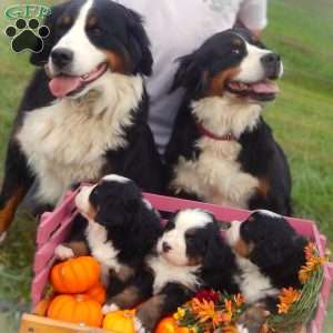 Fern, Bernese Mountain Dog Puppy