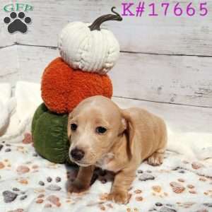Honey – Mini, Dachshund Puppy