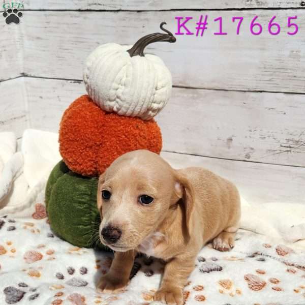 Honey – Mini, Dachshund Puppy