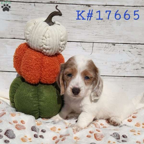 Ollie – Mini, Dachshund Puppy