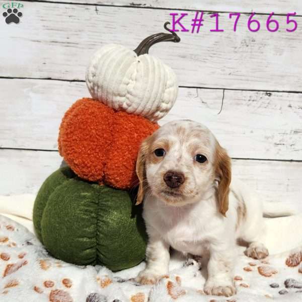 Hazel – Mini, Dachshund Puppy