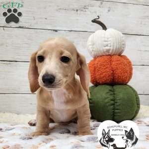 Honey – Mini, Dachshund Puppy