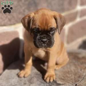 Rocky, Boxer Puppy