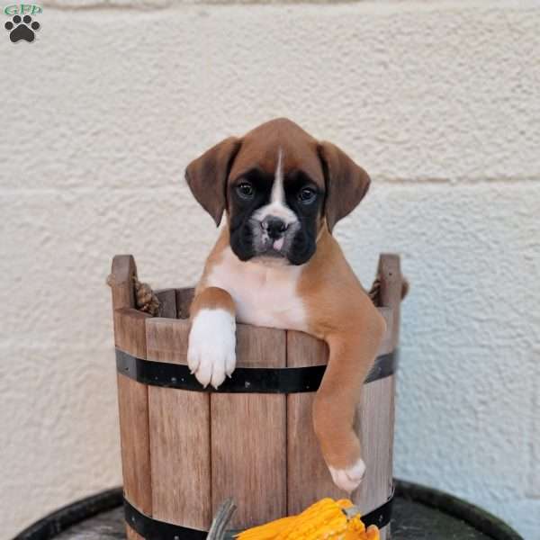 Skye, Boxer Puppy