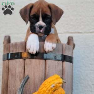 Skye, Boxer Puppy