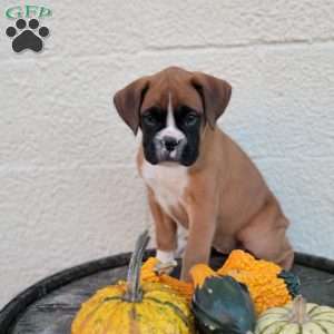 Skye, Boxer Puppy