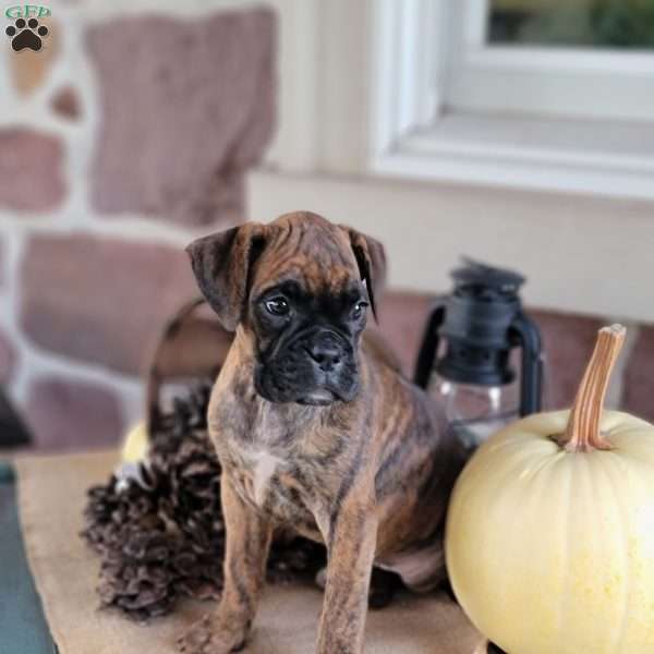 Liberty, Boxer Puppy