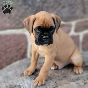 Rocky, Boxer Puppy