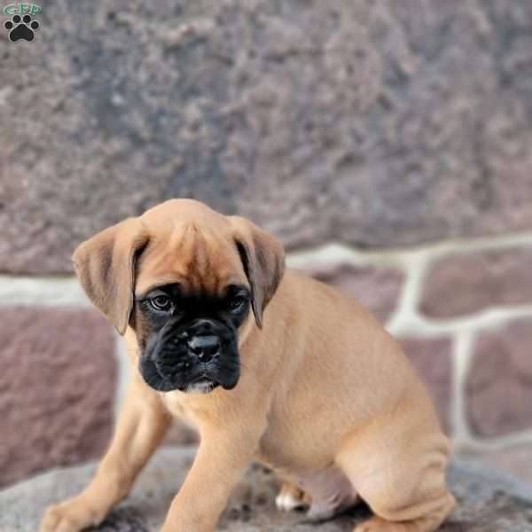 Rocky, Boxer Puppy