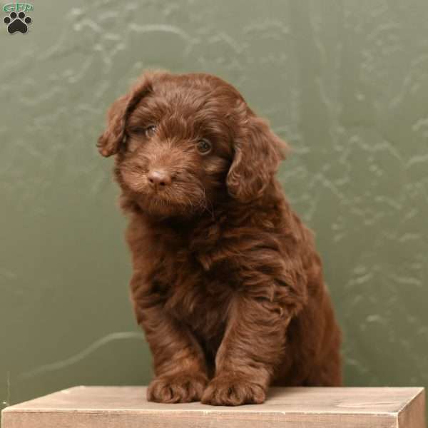 Hershey, Pomapoo Puppy