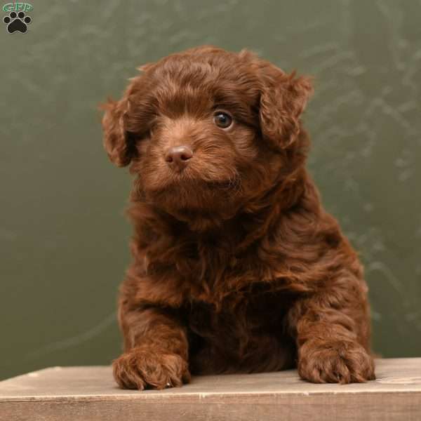 Haven, Pomapoo Puppy