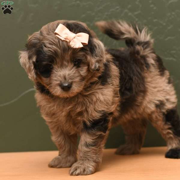 Holly, Pomapoo Puppy